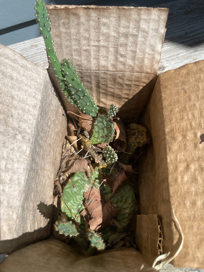 This tenacious cactus has survived in a box with no soil or care for more than a year. Photo by P. Doan