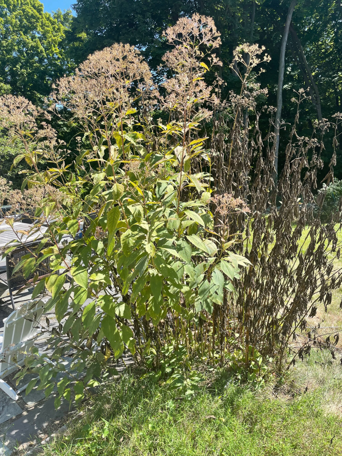 During the drought, this Joe pye weed withered and died in one section while another section bloomed. (Photo by P. Doan)