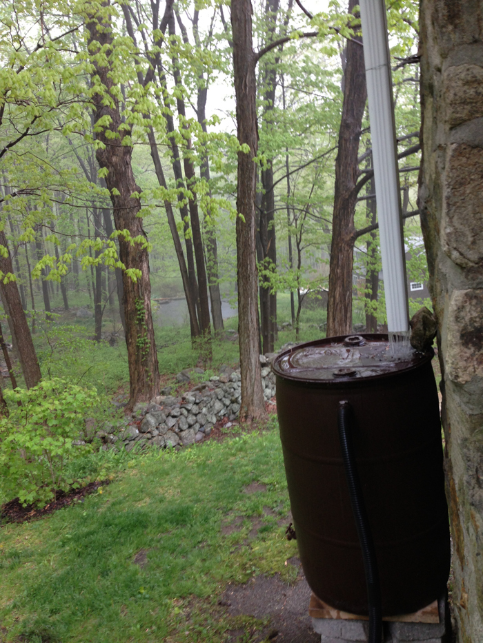 Put your roof and downspouts to work collecting rainwater. Photo by P. Doan