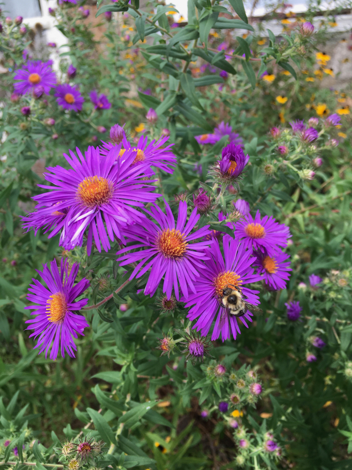 New England asters