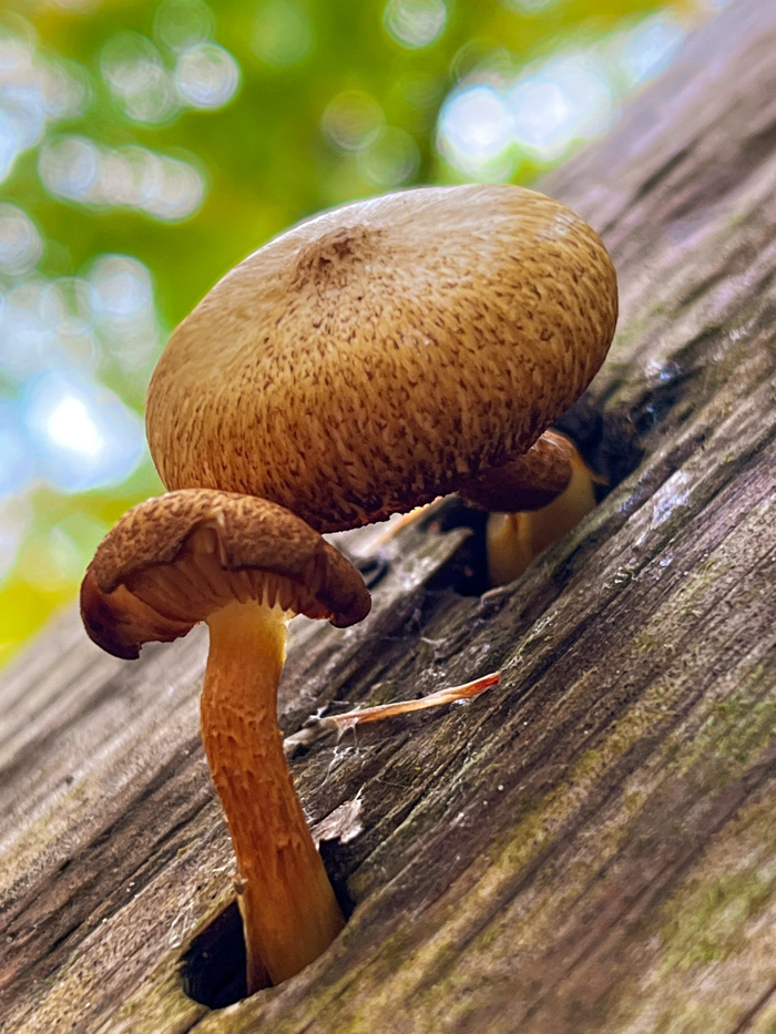 Mushrooms abound in Fahnestock (but leave them there). Photo by B. Cronin