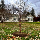 New tree
