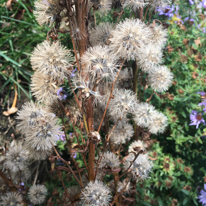 Find beauty in sleeping plants.