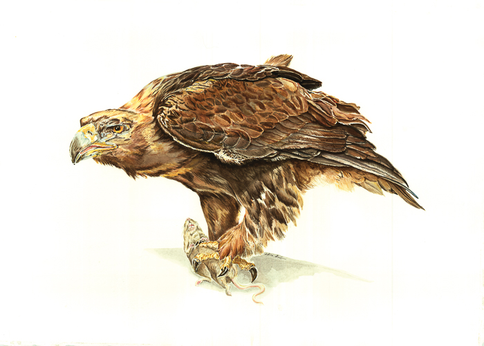 golden eagle