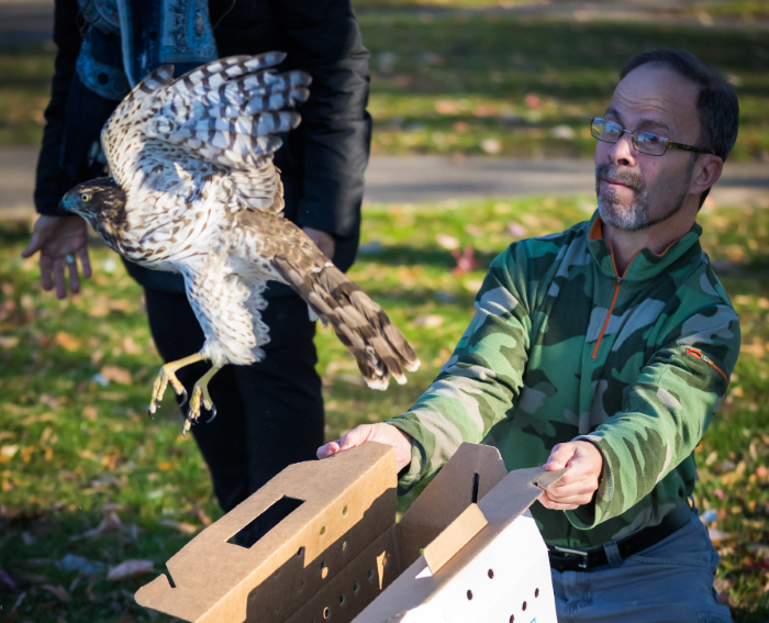 Hawk release