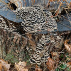 Nature in action in winter: This fungus has found a good home on a tree stump. Photo by P. Doan
