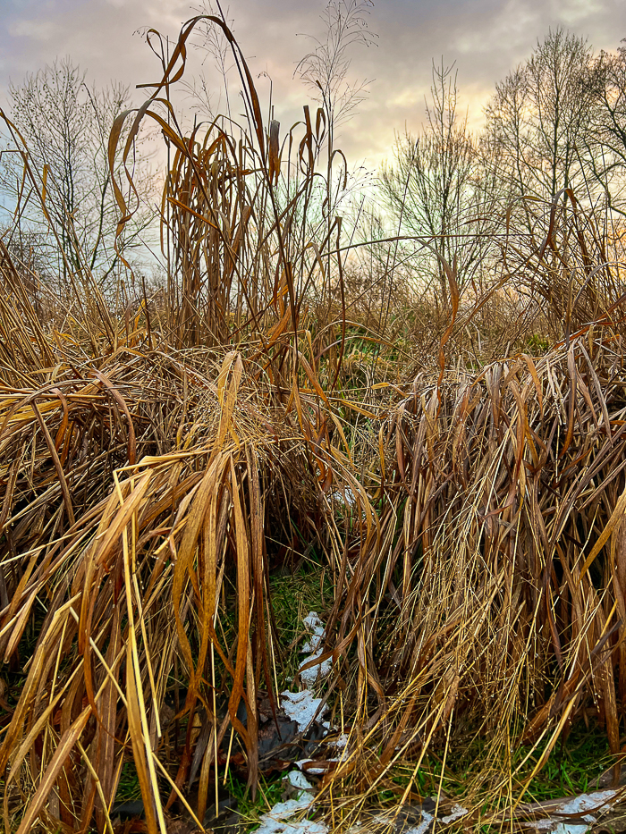 Can you spot the smeuse? Photo by B. Cronin