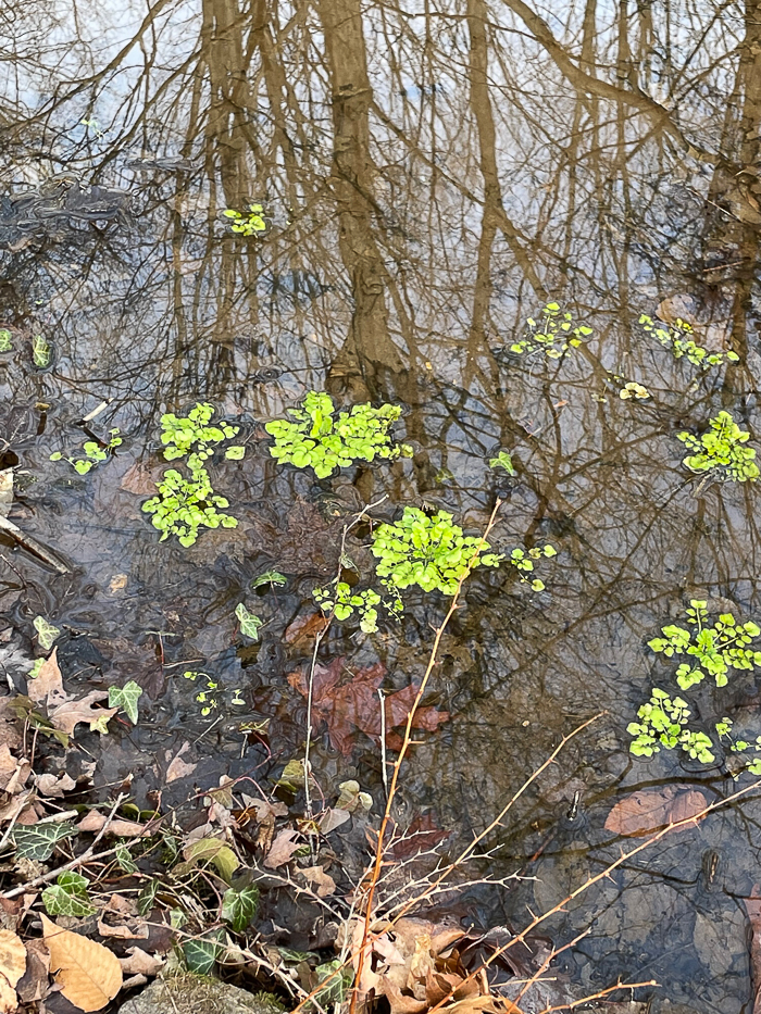 Watercress grew and spread quickly in my pond during winter. Photo by P. Doan