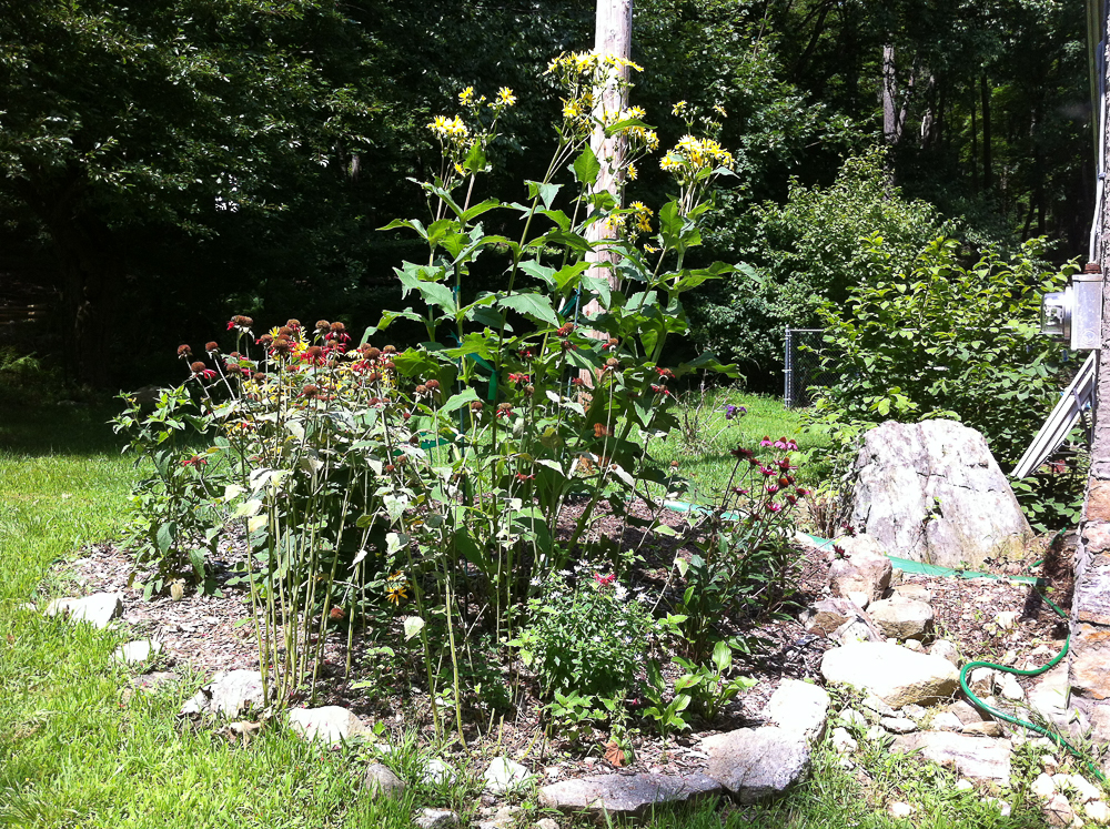 The writer's first native- plant garden included bee balm, echinacea, phlox, black- eye Susan and cup plant. (The latter has since been removed for its invasive tendencies.) Photo by P. Doan