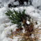 Our columnist had to dig deep to uncover these sprouting daffodils under this week's snow. (Photo by P. Doan(