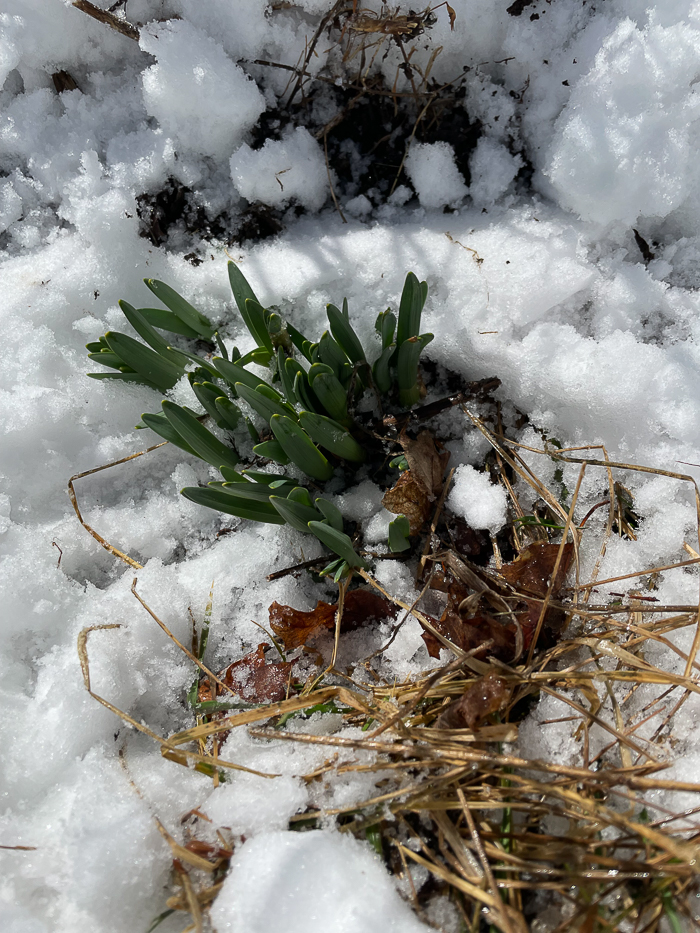 Our columnist had to dig deep to uncover these sprouting daffodils under this week's snow. (Photo by P. Doan(