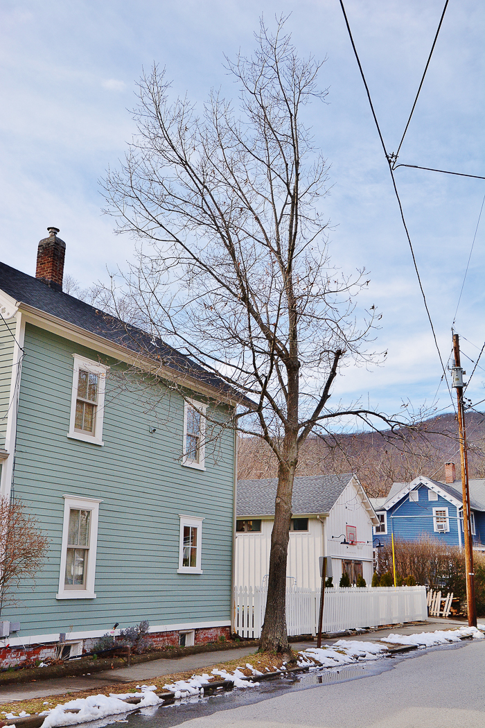 The controversial oak tree on North Pearl Street in Nelsonville (Photo by L.S. Armstrong)