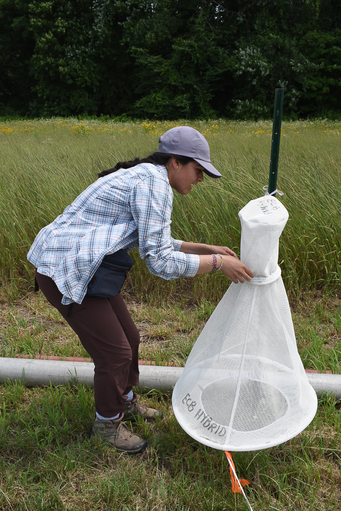 Teresa Dorado conducting sweet corn pest monitoring in 2022 for the Hudson Valley Farm Hub near Kingston Photo provided