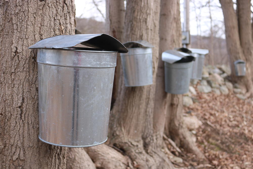 Sugar maple buckets near Hubbard Lodge in Philipstown