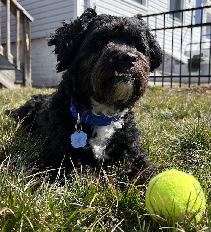 After being caught as a stray near the Garrison train station, Oreo found a new home in Sleepy Hollow. Photo provided