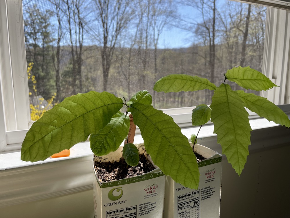 My two American chestnuts enjoying the view while they wait for their turn. Photo by P. Doan