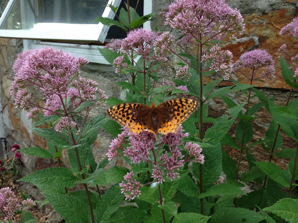 Joe pye weed is a perennial that doesn't need your approval.