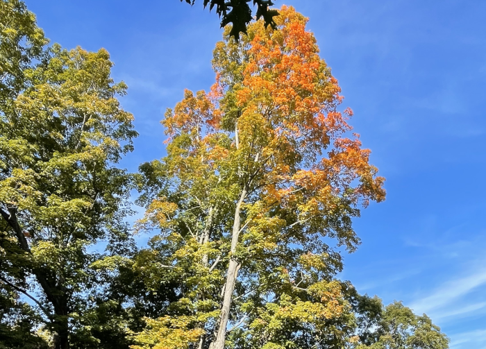 fall foliage