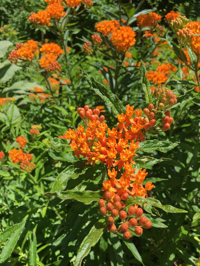 Butterflyweed, a native milkweed, is a tough and hardy plant suited for full sun and less-than-ideal areas. Photo by P. Doan