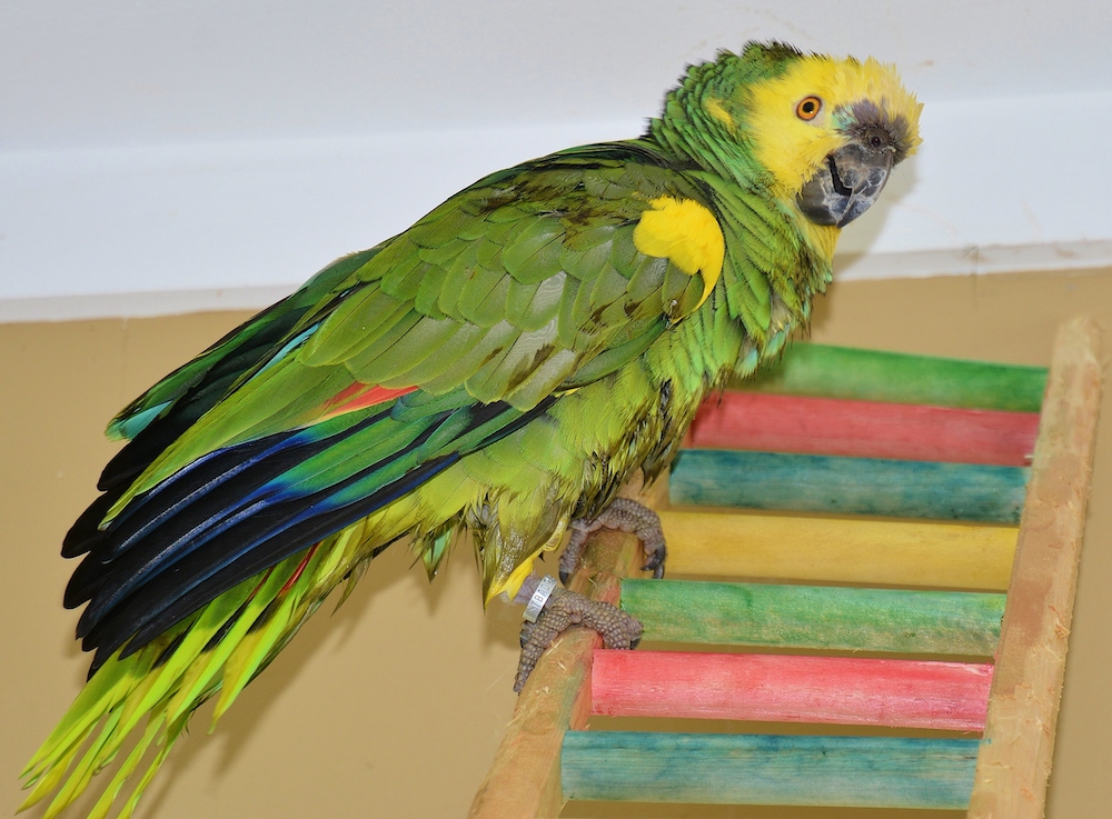Fernando was caught after crashing a birthday party. Photo by L.S. Armstrong