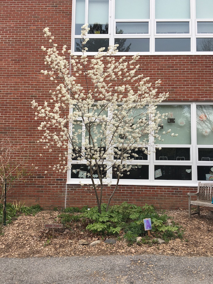 A shadbush blooms in the school garden at Haldane in Cold Spring. Photo by P. Doan