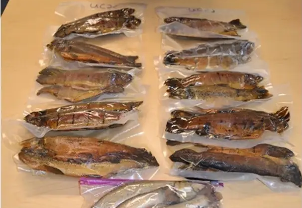 Trout seized by the DEC