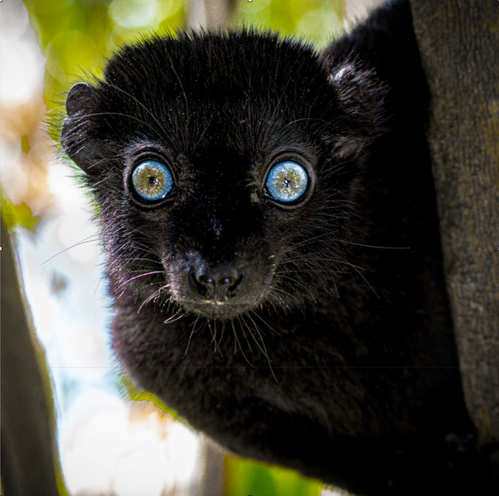 Face to Face with a Blue-eyed Black Lemur by Sandra Belitza-Vazquez