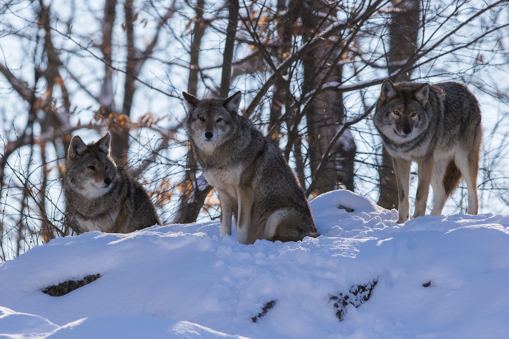 coyote (Canis latrans) in winter