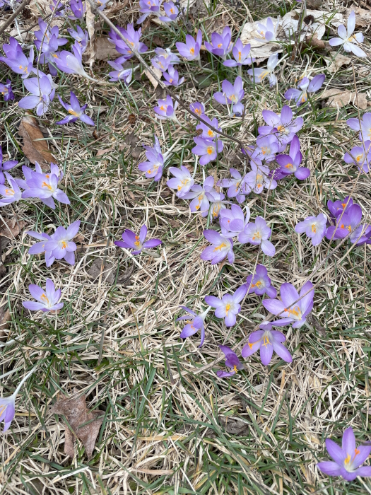 Crocus