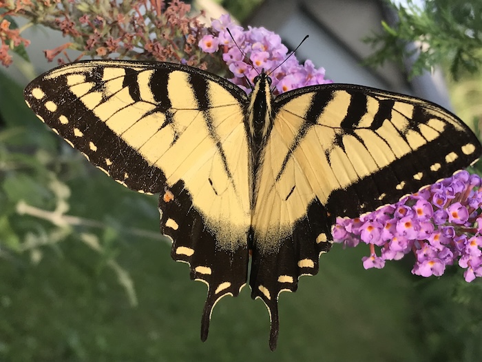 Common Swallowtail Photo by Charlie Robert