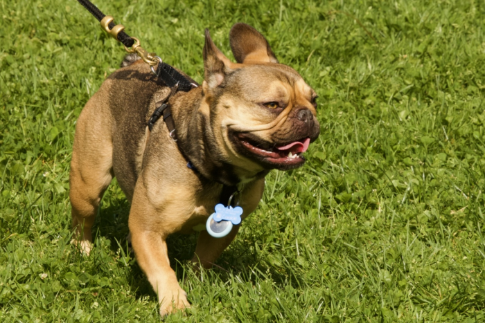 ARF Run