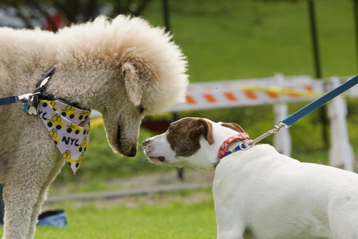 ARF Run