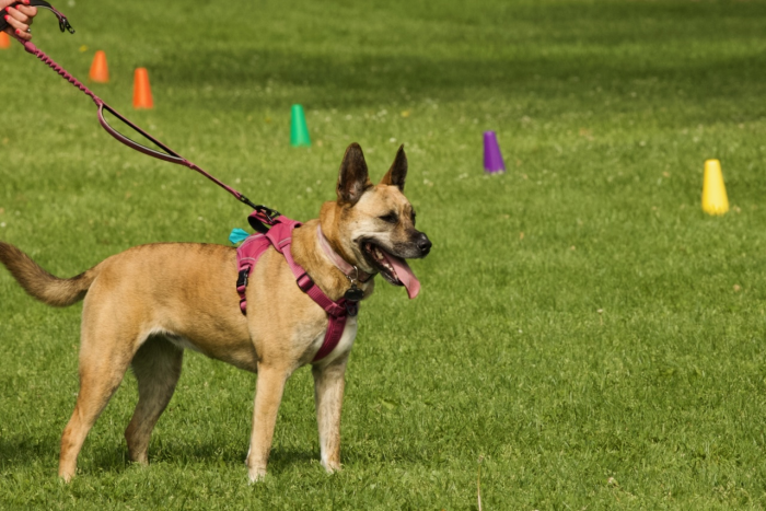 ARF Run