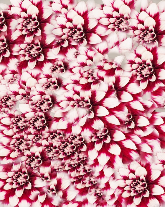 Dahlia Study in Red and White 1