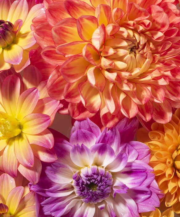 Dahlia study figure 1