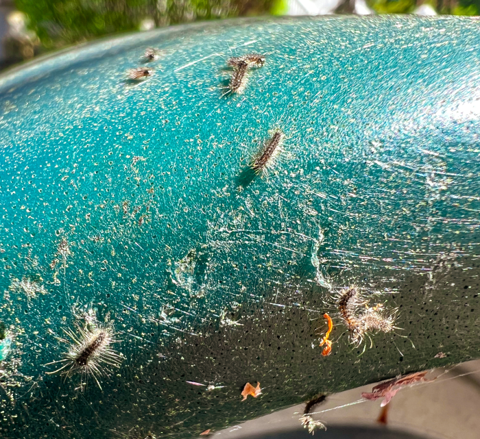spongy moths