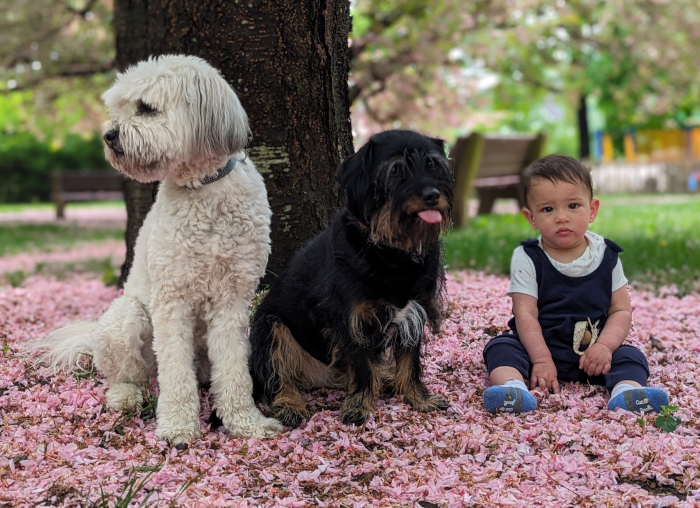 baby-dog-ashoka