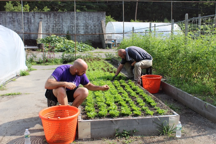 Elvis Soto and Derek Fox weed lettuce at San Damiano Farm. Photos by L. Sparks