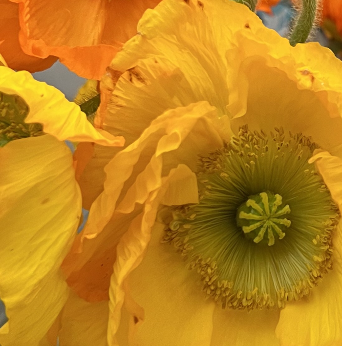 summer flower