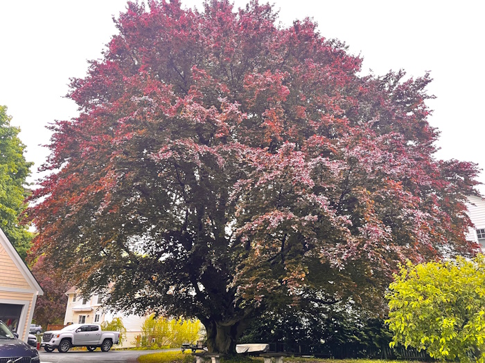 This European beech on Main Street was the sentimental favorite.
