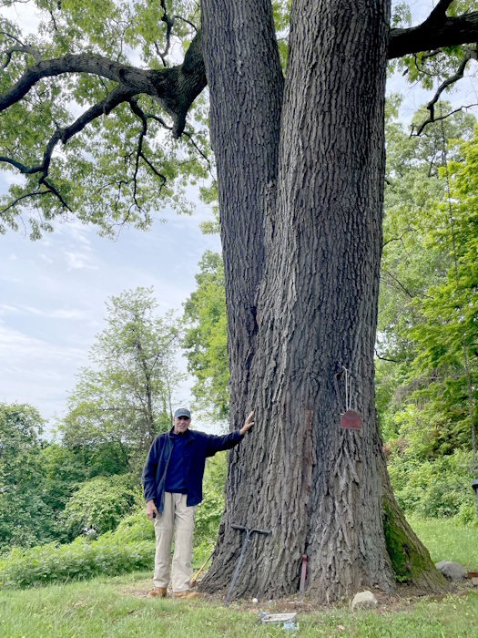 The bifurcated northern red oak on Constitution Drive