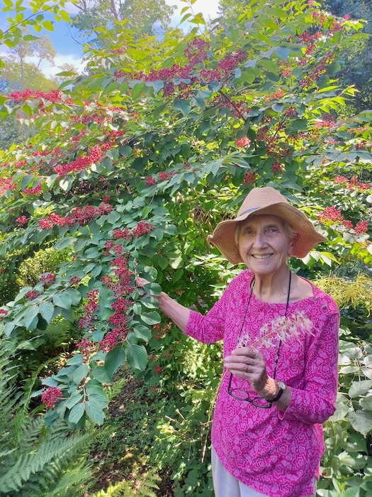 Miriam Wagner with her viburnum