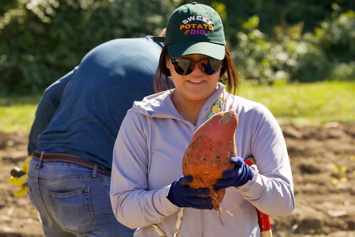 Ivy Chio unearthed a sweet potato that weighed nearly 6 pounds.