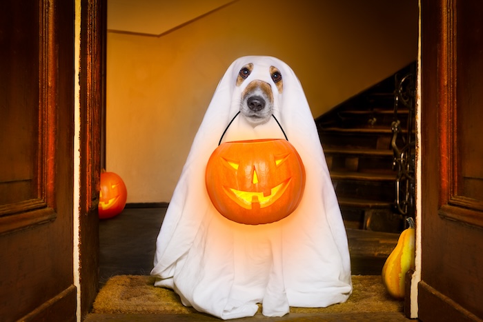 dog sit as a ghost for halloween in front of the door at home entrance with pumpkin lantern or light , scary and spooky