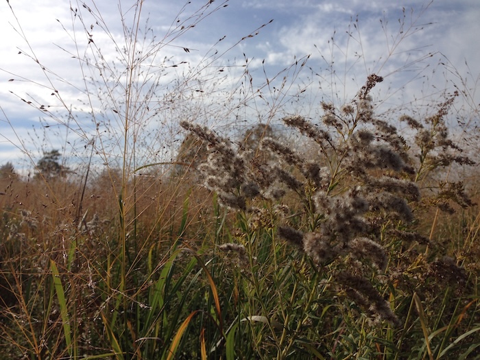 The meadows at Long Dock Park in Beacon have evolved and show the succession of plantings over the years. Photo by P. Doan
