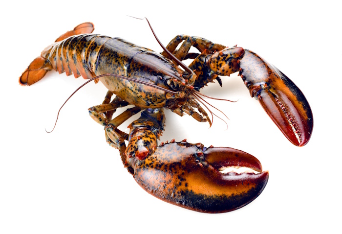 lobster