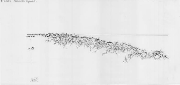 Bog cranberry