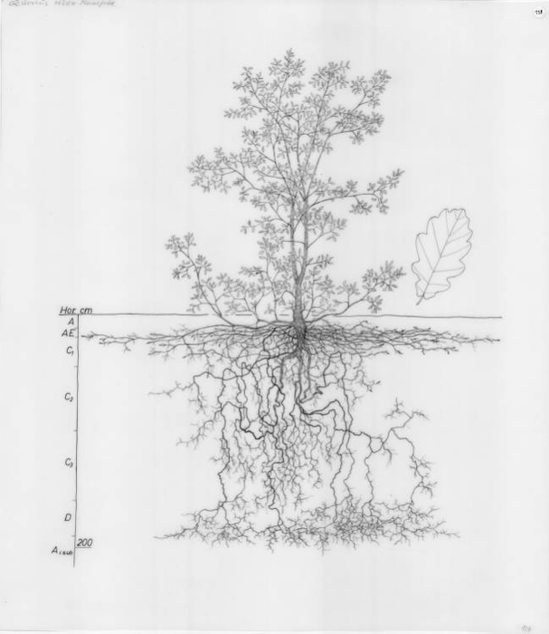 english-oak