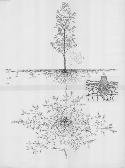 norway-maple