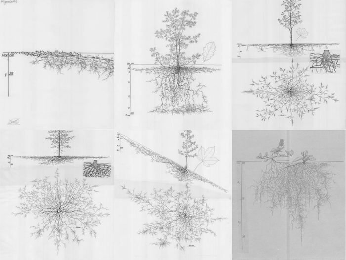 Clockwise, from upper left: Bog cranberry, English oak, Norway maple, Common self- heal, Sycamore maple and Norway spruce.